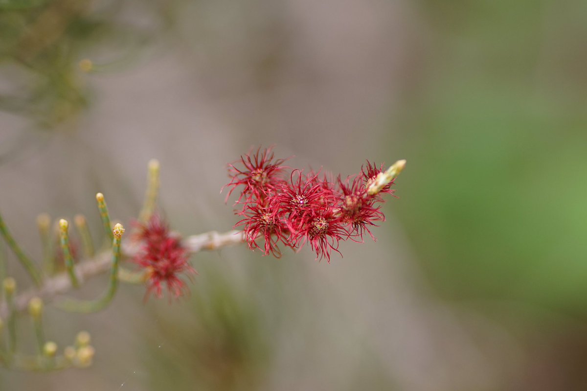 lost_in_botany's tweet photo. Female #Allocasuarina or (or #casuarina, can’t remember exactly what make them differ)
I fell further in love with this genus after learning it was named after the #Cassowary (#Casuarius) because of its cladodes reminiscent of Cassowary feathers! https://t.co/AyTxO5rXPg