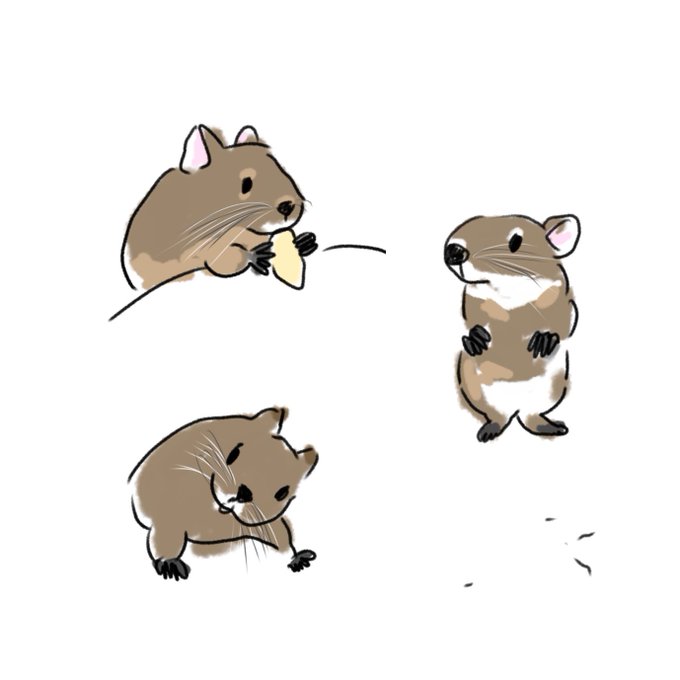 デグーのtwitterイラスト検索結果 デグーのtwitterイラスト検索結果
