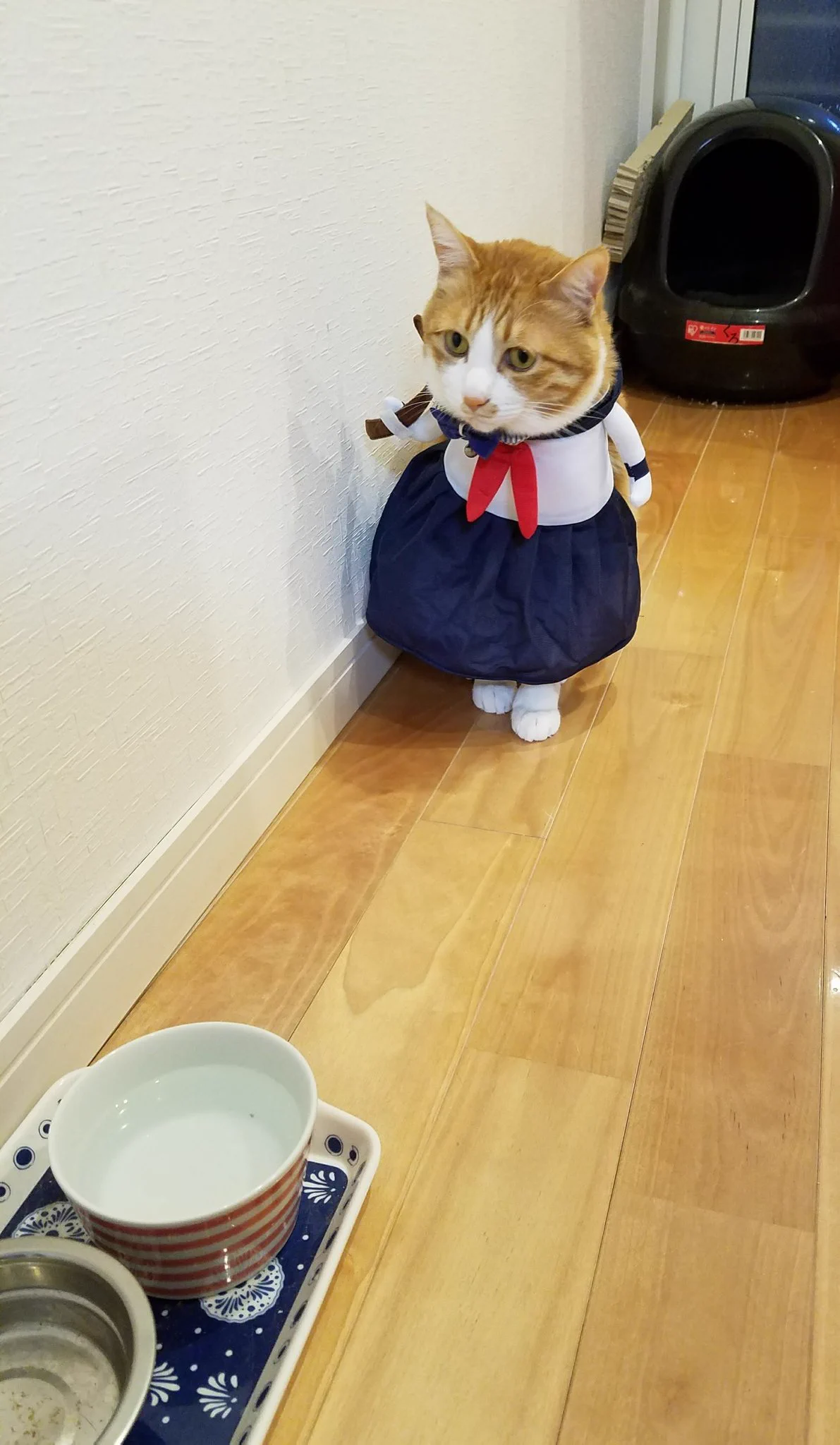 @matsutake_cat うちの子と同じ学校ですね😺 