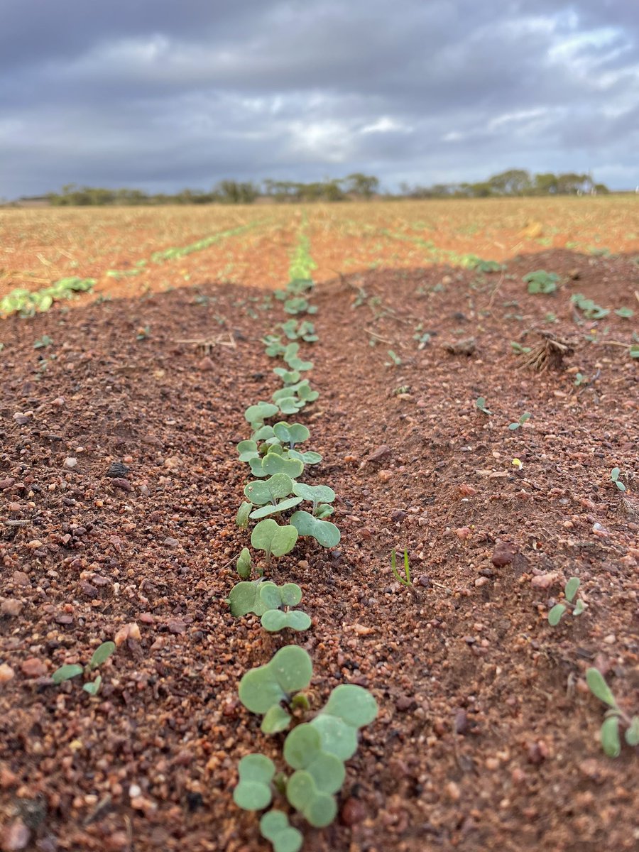 Ryan Siebert tweet media