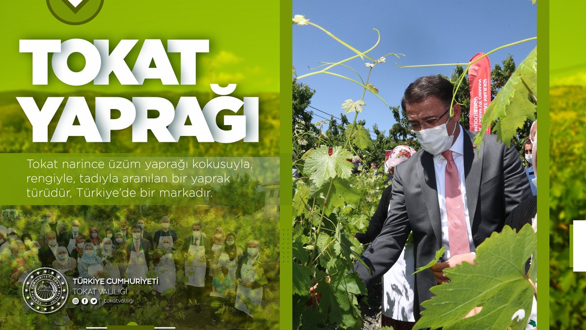Tokat narince üzüm yaprağı kokusuyla, rengiyle, tadıyla aranılan bir yaprak türüdür, Türkiye’de bir markadır. 

#TokatYaprağı