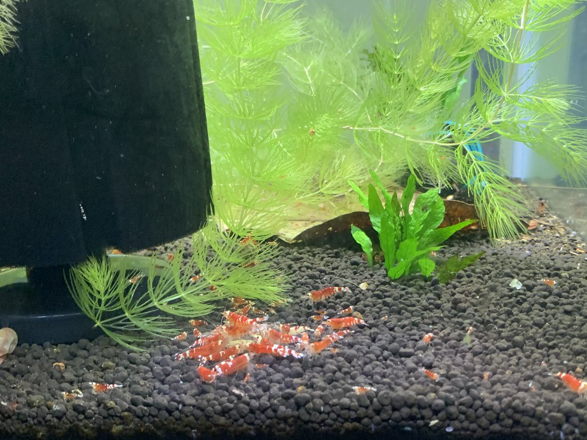 コリパン Corydoraspand Twitter コリパン Corydoraspand Twitter