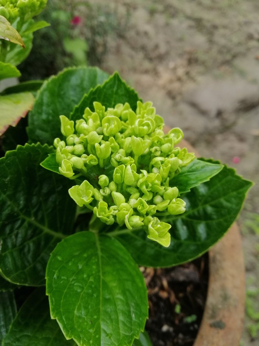i_am_simkhada's tweet photo. Live life in full bloom.🌸🌸
#Frenchhydrangea 🌸🌸🌸 https://t.co/5rvYXNun3x