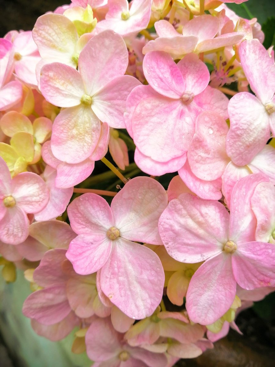 i_am_simkhada's tweet photo. Live life in full bloom.🌸🌸
#Frenchhydrangea 🌸🌸🌸 https://t.co/5rvYXNun3x