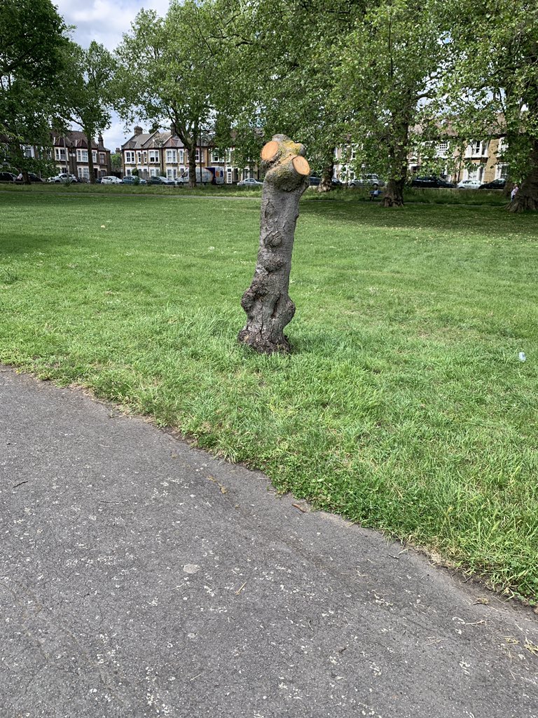 EcoloBee's tweet photo. I’ve only just noticed this #treeculling in #DeptfordPark #SE8 - do we know why it was done @deptfordfolk @LewishamCouncil https://t.co/i3BxcErJez