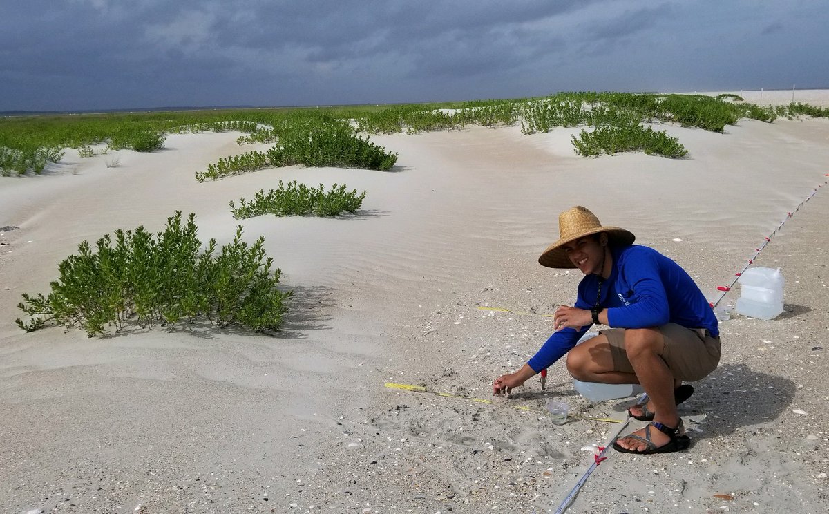 JoshuaPil's tweet photo. Planting seabeach amaranth around Cape Lookout with @NCBotGarden and @CapeLookoutNPS! Seabeach amaranth occurs on barrier beaches along the east coast and is declining (threatened since 1993) because of SLR, coastal development, etc. 

Sand is everywhere. 

📸 by Johnny Randall https://t.co/5JtUdHbKEw