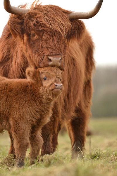 A good chin rest 😂