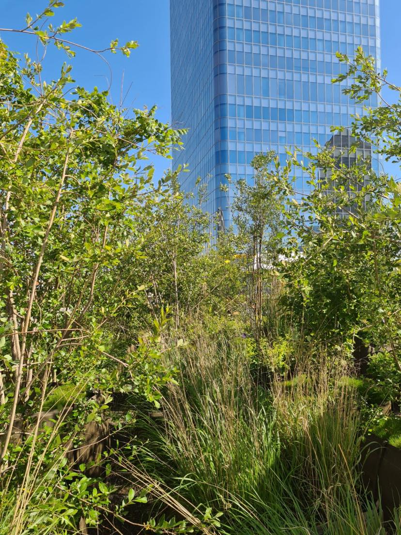 lpa_mobilites's tweet image. Besoin d&apos;une pause #nature ? Envie de voir autre chose que l&apos;architecture urbaine ? 🏢🚦

Rendez-vous sur le roof top du parking des Halles afin de profiter de la parenthèse bucolique qu&apos;apporte le jardin suspendu ! 🌿

#timeforabreak #natureinthecity