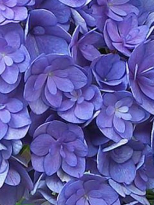 Densityのtwitterイラスト検索結果