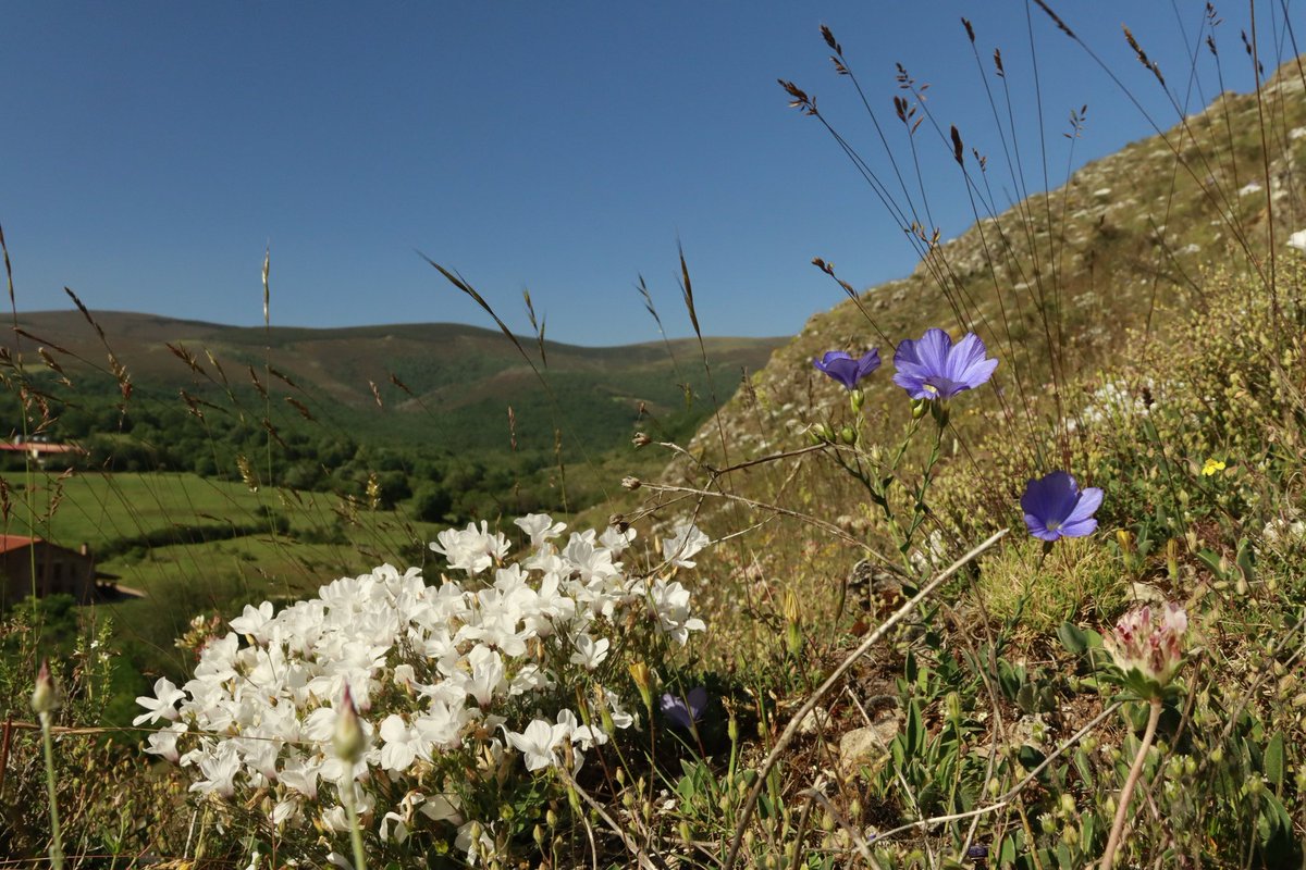 Tinieblas de la Sierra 🌾 tweet media