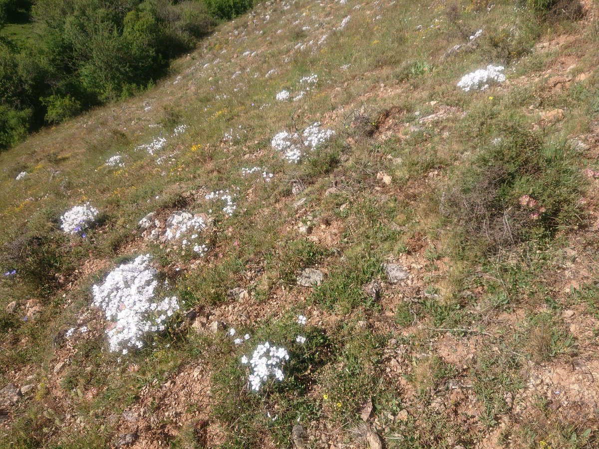 Tinieblas de la Sierra 🌾 tweet media