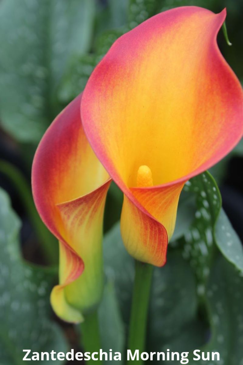 Award winning Zantedeschia plants now available - mailchi.mp/4843547b26a1/a…