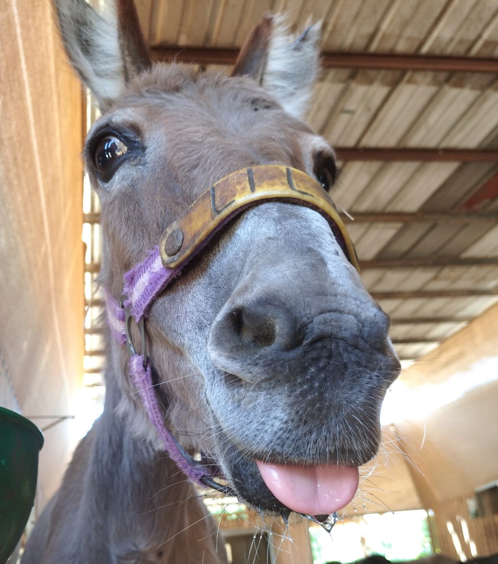 🧡 We asked gorgeous rescued Lily here at our sanctuary in Israel to smile at the camera for all her adopters to see her 😜