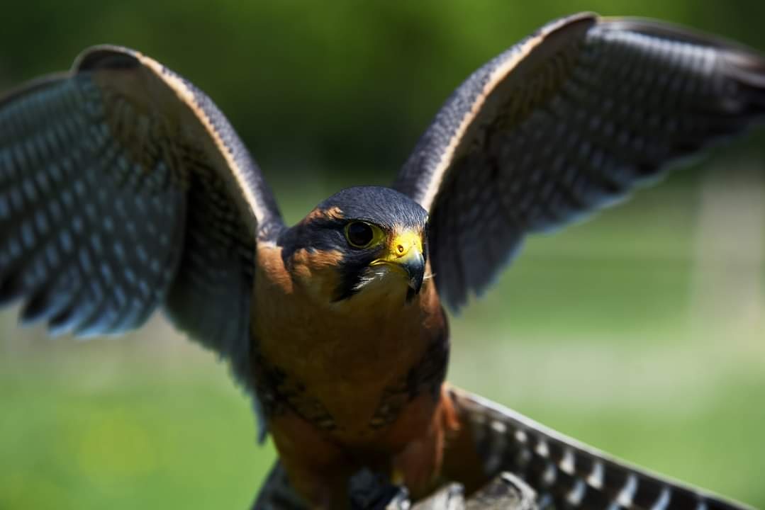 15 minute bird of prey handling sessions are now live on our website.
Prebook your session as an extra add-on to your daily admission.
Handle a couple of the birds, take som3 selfies and enjoy the bird sitting on your glove.
Available Thursdays to Tuesdays.
Min age is 8.