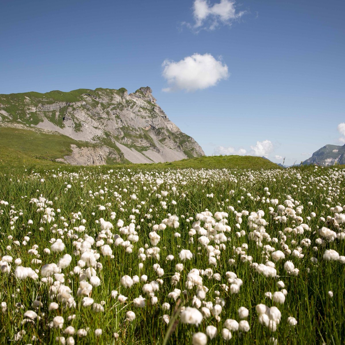 Beautiful cotton fields gracing your feed.
Cotton is a magical plant - it is soft yet strong, breathable & biodegradable. 
Camera by Yves Junge
.
.
.
#californiadesignden #sustainableliving #bedsheets #bedsheetsets #shopcotton #saynotoplastic #saynotomicrofiber #discovercotton