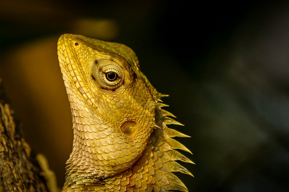 'I keep eye on you'
:
#Hope4All #HopeSerie #ThePhotoHour #nature #BBCWildlifePOTD #TwitterIndia #IndiAves #nature #love4wilds #photography #earth #gardenlizard #reptiles 
@ThePhotoHour
@ParveenKaswan
@WildlifeofDay
@incredibleindia
@NatGeo
@NatGeoIndia
@BBCEarth
@WorldofWilds