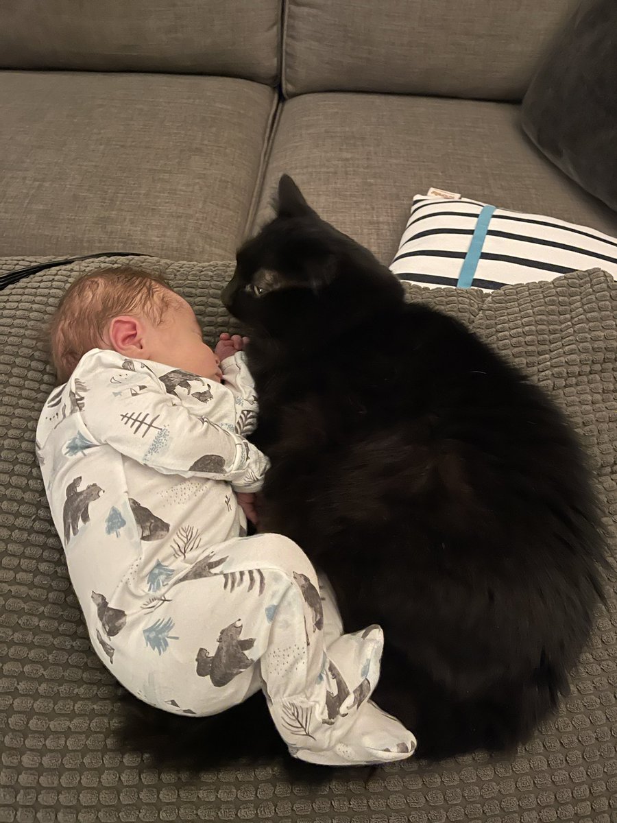 swimsoft's tweet photo. ⁦@catsofinstagram⁩ 1 week old with his kitty, “Ardoise Monkey Doula”
#catsarethebest #doula #newborn #adoptapet https://t.co/kOHWqMuotc