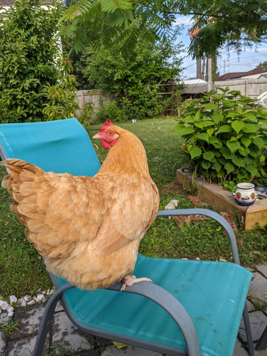 richieammons's tweet photo. Had this tiny dino join me for my morning reading. #dembirds #chickens #backyardbirds https://t.co/NaevI2ZMKd