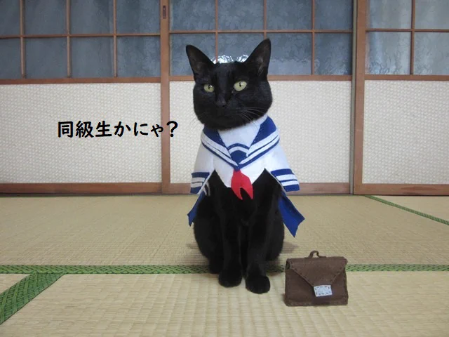 @matsutake_cat 女子高生仲間～(∩´∀｀)∩
コスプレ楽しいのにゃ～♪ 