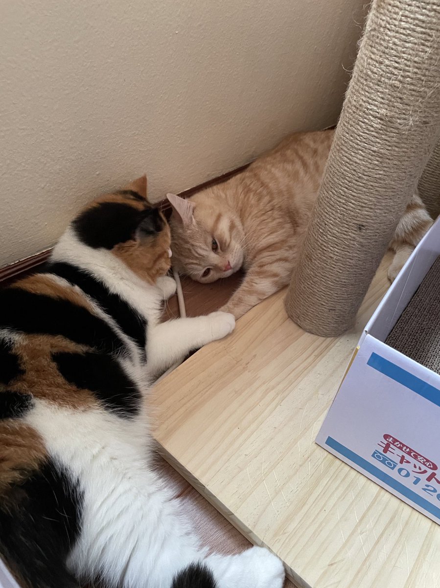 แล้วหนูเคยบอกตอนไหนว่าไม่รักมัน