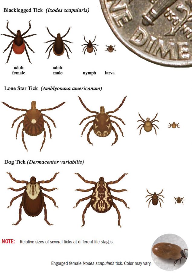 Hot enough for ya? It’s hot enough for ticks! The warm days of late spring into summer - right now - is the most active time of year for ticks. Find out how to avoid them (and Lyme disease) in the Wissahickon at fow.org/tick-talk!

#wissahickon #checkforticks #ticksmart