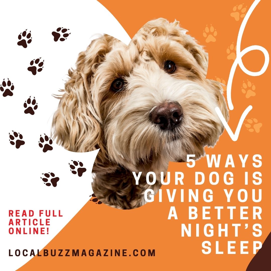 🐶5 ways your dog is giving you a better night’s sleep!🐶 Dogs are one of the UK’s favourite pets. Read more about this amazing article at localbuzzmagazine.com/2021/06/08/5-w… #loveyourpet #dogs #doglover #love #doglife cute #puppylove #pets #puppylife #cutedogs #follow #happy