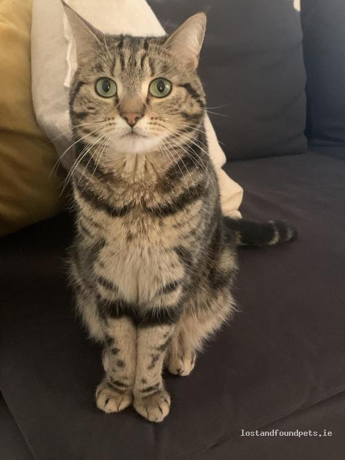 lostfoundpets's tweet photo. Female cat lost on 10/06/2021 in Salthill Apartments, Seapoint Ave, #Monkstown - https://t.co/AWPcJcDnSd #lpie https://t.co/oPkBs0Ei8r