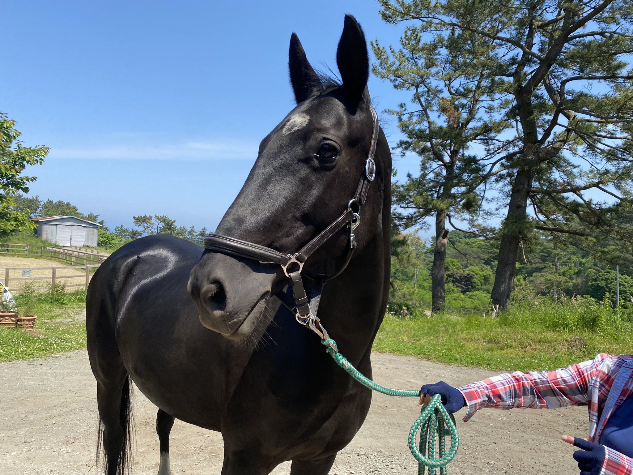 アハルテケ長谷川牧場 漆黒のアハルテケ と言うとかっこいいですが 実際はシャイな女の子です ブラックでもアハルテケ特有の光沢はあり メタリックな輝きに圧倒されます 天使の輪 が腰の辺りに見えています T Co Sq0ffhfpgd Twitter