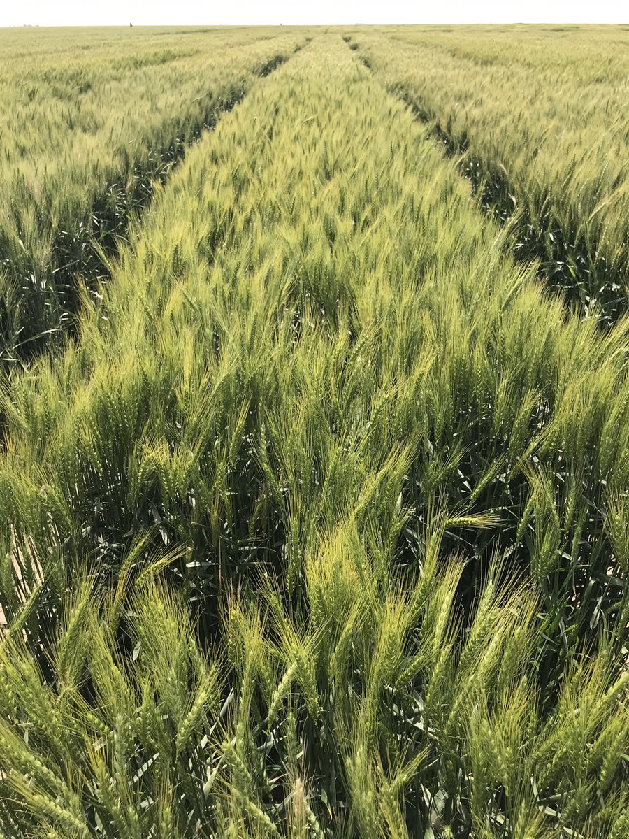 KSUWheat's tweet photo. All of these plots were sown at 200k seeds/a. Incredible how much tillering and compensation can happen if weather conditions in the fall and spring are ideal. Plus, non limiting fertility levels. Great collaboration with @hortonseed near Leoti https://t.co/Qt9zPgLfza