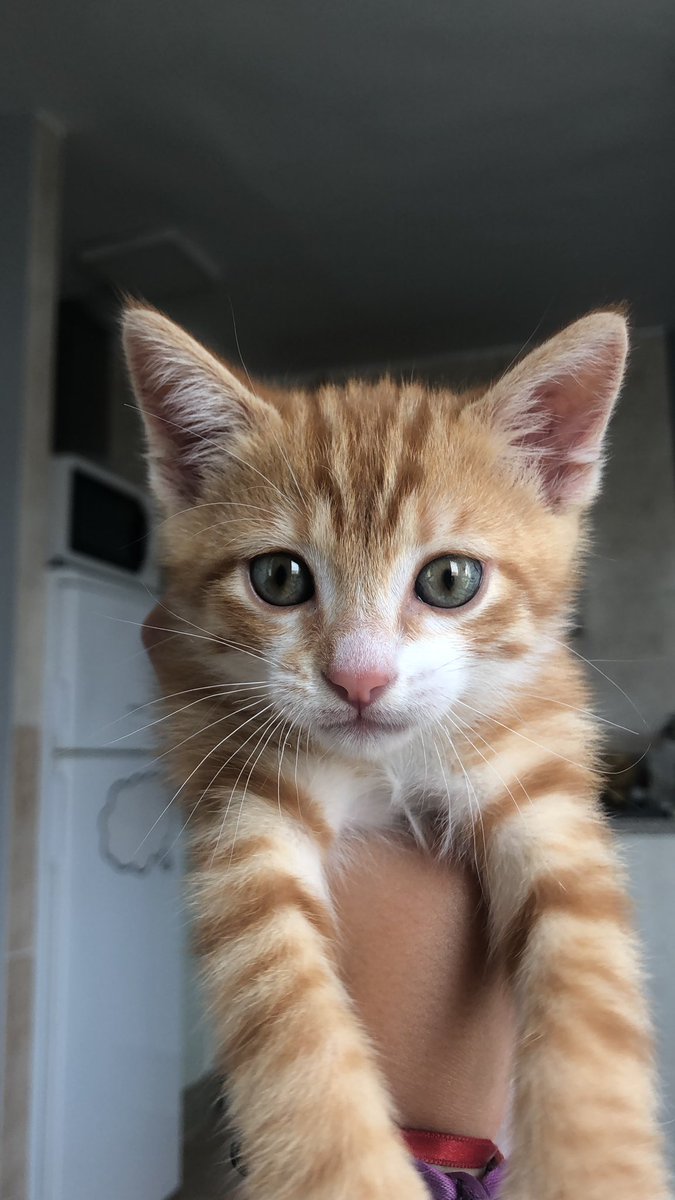 Tiene 2 meses!! por favor difundir y si alguien lo ve que nos hable‼️‼️‼️