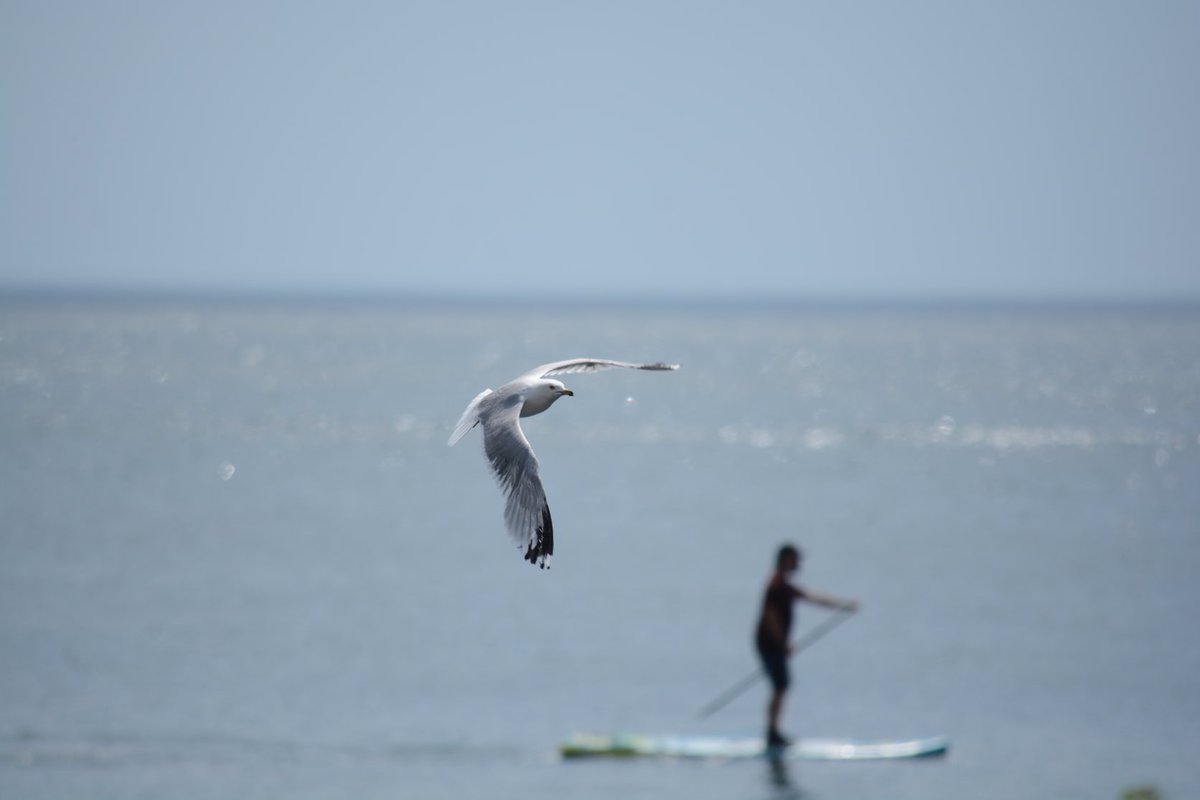 In flight

#photography 
#naturephotography 
#birdphotography