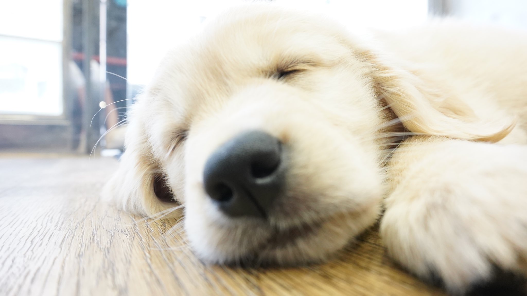 Twitter 上的 ティト ティトはゴールデンレトリバー Youtubeも見て下さい ゴールデンレトリーバー子犬 Goldenretrieverpuppy ゴールデンレトリーバー Goldenretriever Dogpuppy 仔犬 T Co Umghp3ygok Twitter