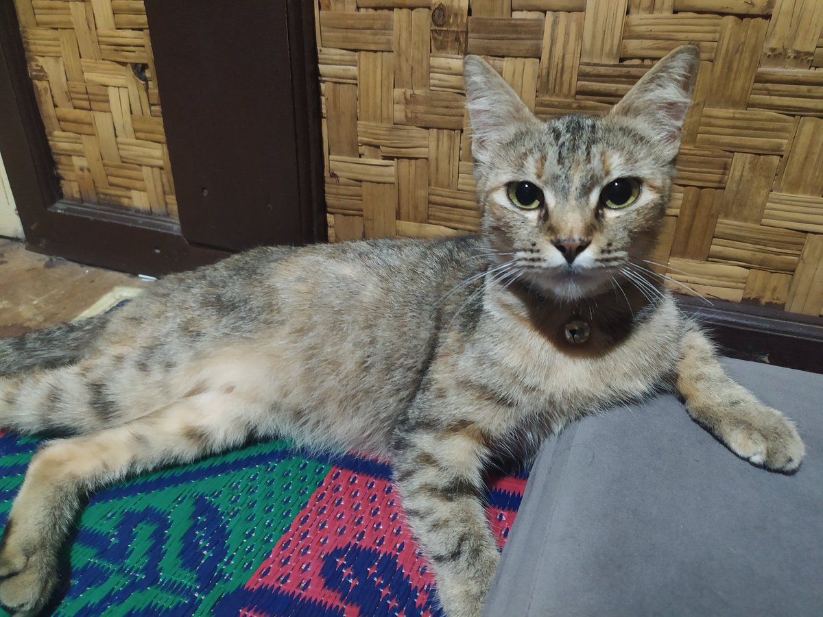 adeinndra's tweet photo. @kochengfess Musang, si bau bo'ol https://t.co/ZodjTiGAwP