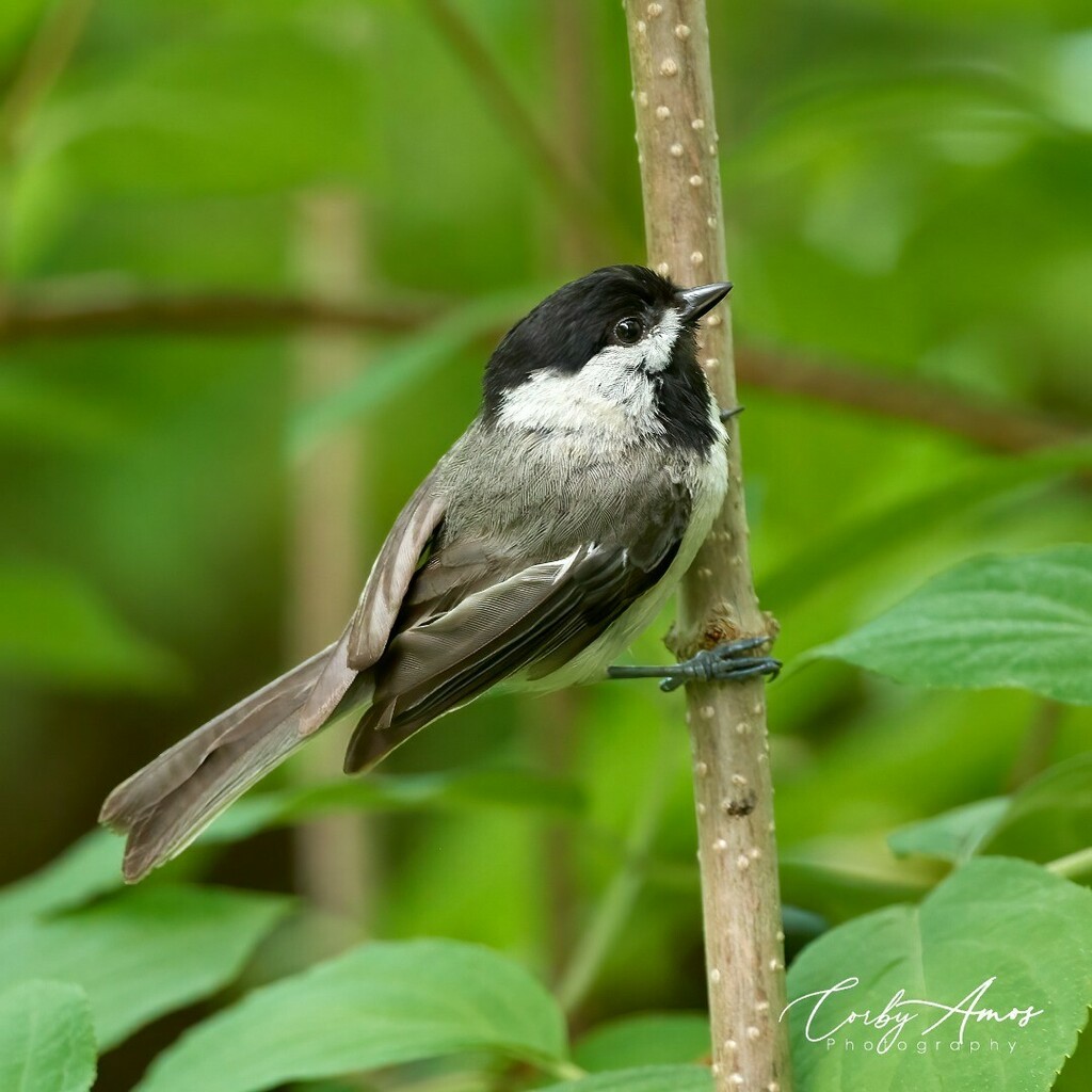 CorbyAmos's tweet photo. Fledgling Chickadee that was hanging out beside a fledgling Titmouse (pic coming next).
.
.
#birdphotography #birdphoto #birdphotos #birdsofinstagram #backyardbirdfeeder #birdsofvirginia #backyardbirds #birdphotographer #wildlifephotography #birdstagram #birdwatching #backya… https://t.co/iOvX9nVVFG