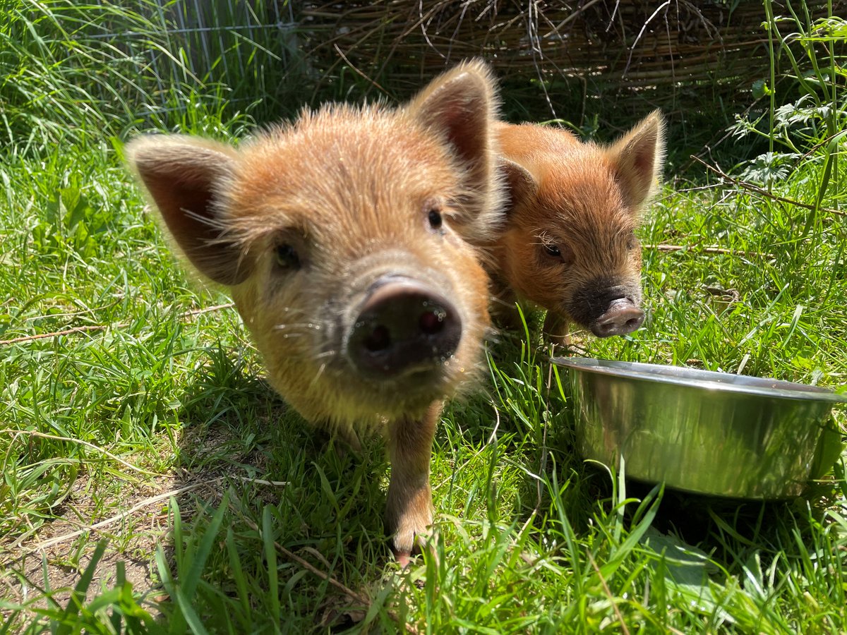prospecthouse's tweet photo. This afternoon in Music, both classes have been on a 'senses walk'.  Dolores and Sebastian have made lots of interesting noises for EYFS and KS1 to listen to!
#CreateAndCommunicate #ItsAPigsLife #Oink! https://t.co/qUPwBfHP7d