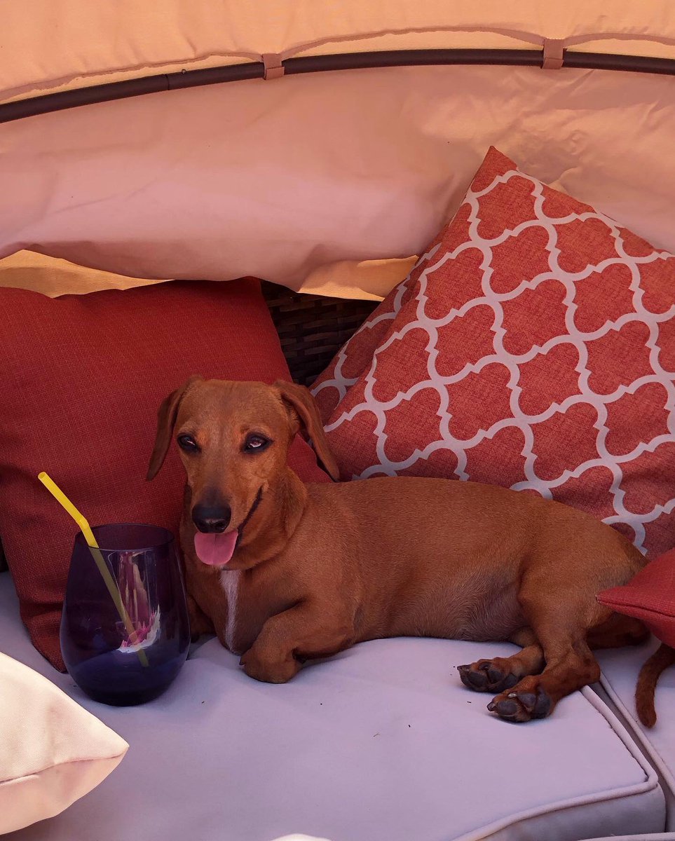 CheeriosWeenie's tweet photo. Good morning! ‘Tis a beautiful day today! #dogsoftwitter https://t.co/dhfdBTl6LT