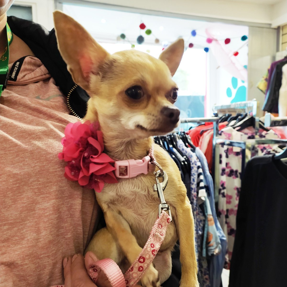 🐾 Dog of the Day 🐾

Honey! An absolutely gorgeous diva who knows how to pose and accessorize, I mean look at that flower 😍 
Thanks so much for visiting us Honey, we hope to you see again soon. 
#Macclesfield #Cheshire #UK #dogs #animalcharity