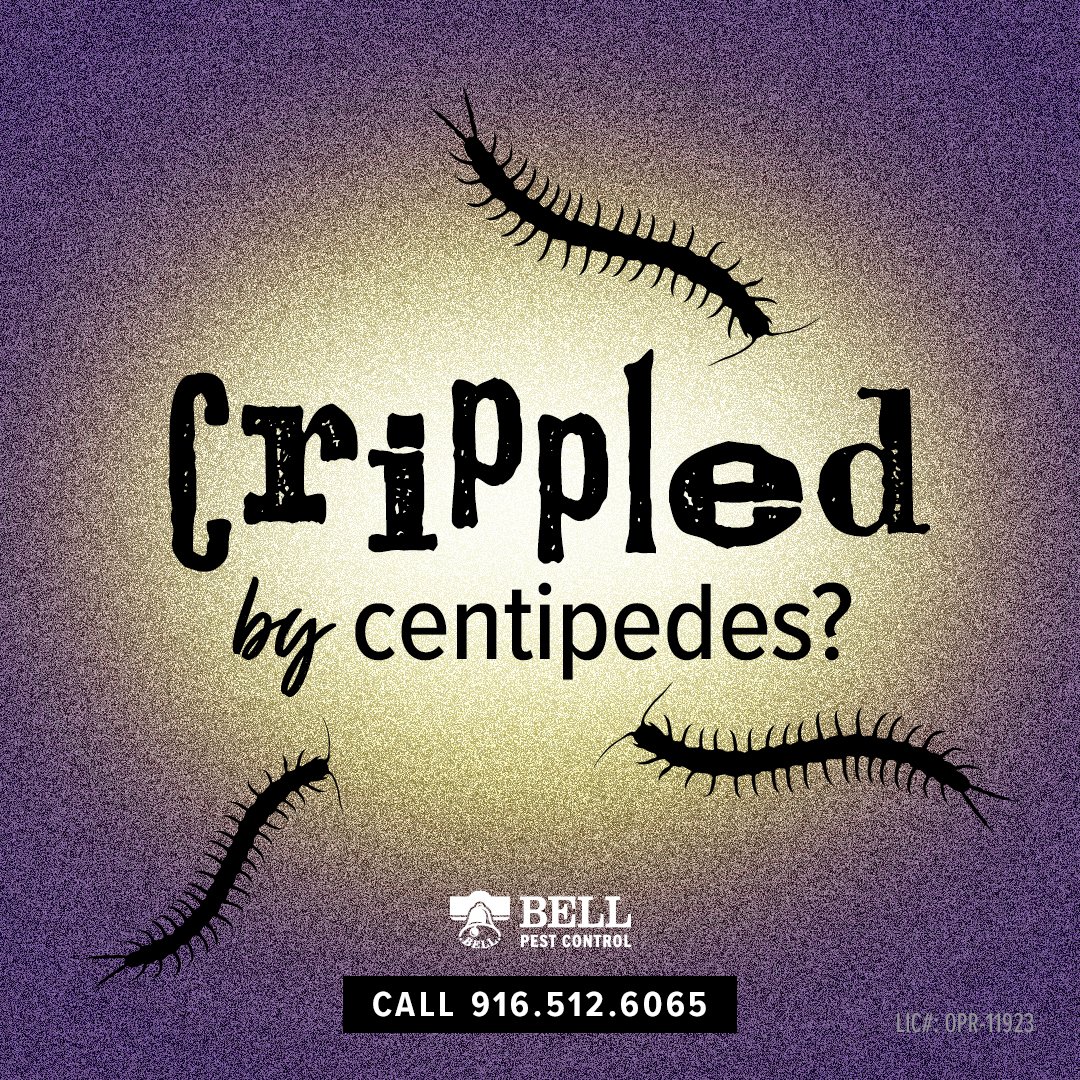 BellPestControl's tweet image. Being crippled by centipede fear is no fun... If you need help with pests we can help you out. Right now you can get your first service at zero cost. This is a $195 value. You can call for details 916-512-6035 . #centepedes #pestservice  #creepycrawlies #bellpest #bellpestcontrol
