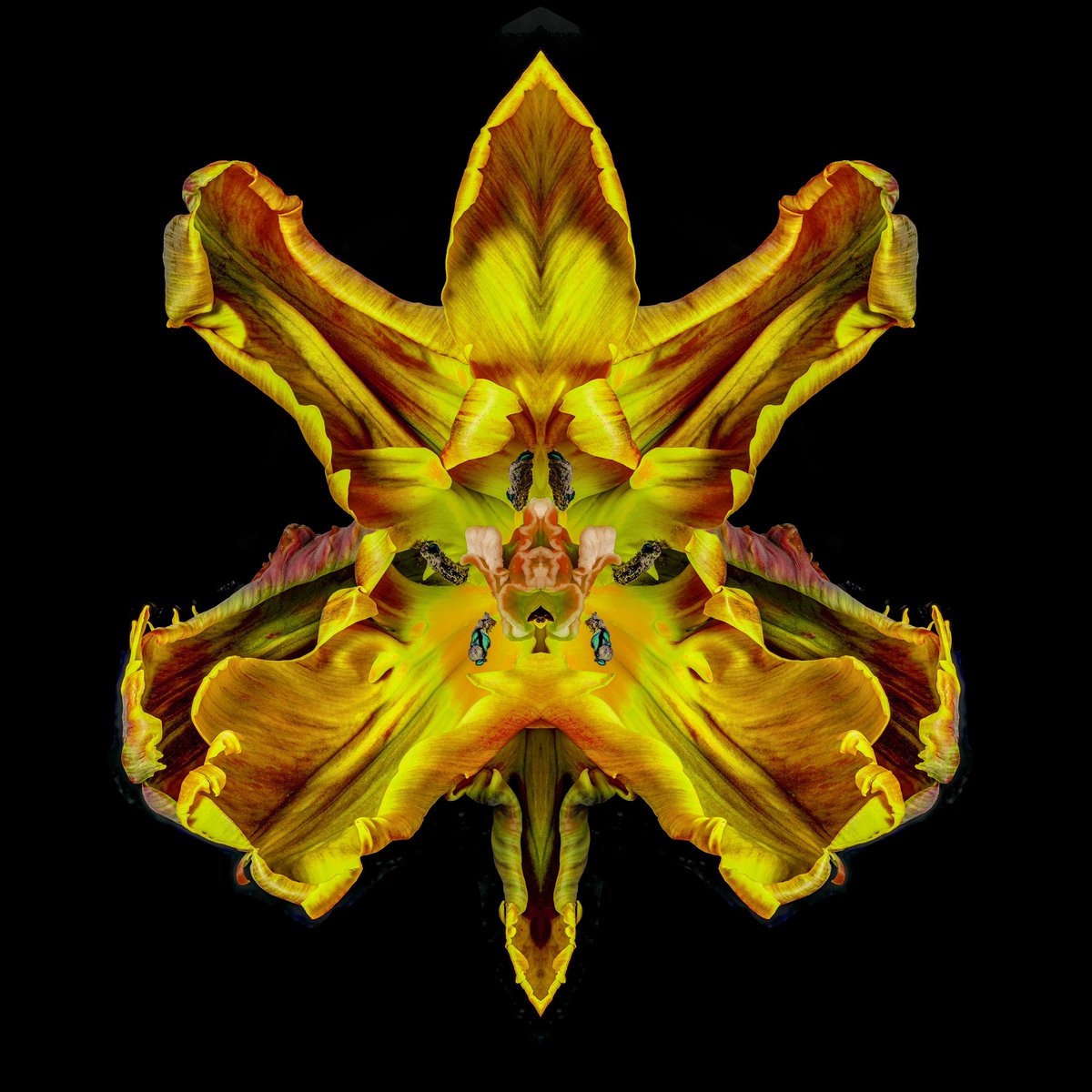JeffRobbartist's tweet image. ‘Puer Amica’ 
Lenticular Photograph 
#rorschach flower series

#Jeffrobb #nft #artshare