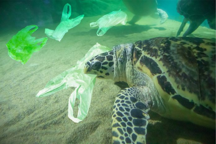 FundambienteC's tweet photo. Noti-Ambiente Una investigación publicada a finales de febrero 2021, en la revista #RoyalSociety puso en evidencia que los animales que habitan  las profundidades marinas se están alimentando del plástico en niveles alarmantes #10Jun #mucuchíes #VictoriaBicentenaria #FelizJueves https://t.co/07xq6sWWbN