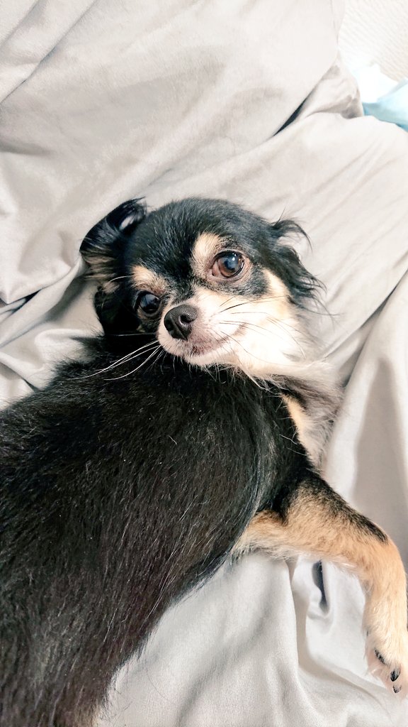 犬の匂い Twitter Search Twitter