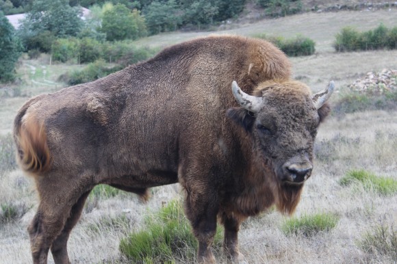 España tiene 150 #bisontes gracias al esfuerzo de reservas como <a href="/PaleoliticoVivo/">LivingPaleolithic</a> @naturalhoces <a href="/museofauna/">Museo de la Fauna Salvaje</a> <a href="/ParqPrehistoria/">Parque de la Prehistoria de Teverga</a>
<a href="/BisonteEuropeo/">Reserva del Bisonte</a> <a href="/ValleDelBisonte/">Valle del Bisonte</a>
➡️ Charlamos con <a href="/BenignoVarillas/">Benigno Varillas</a>, autor de "Recuperar lo Libre: Bisonte ibérico" @RevistaElCarabo