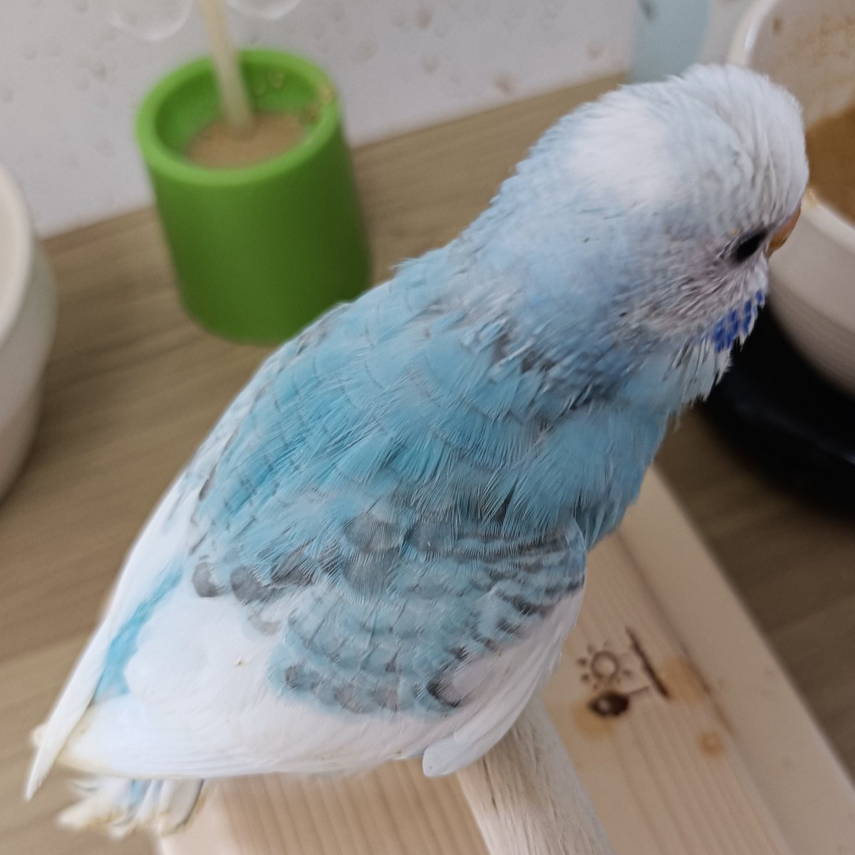 可愛い 鳥 ペット 可愛い 鳥 ペット