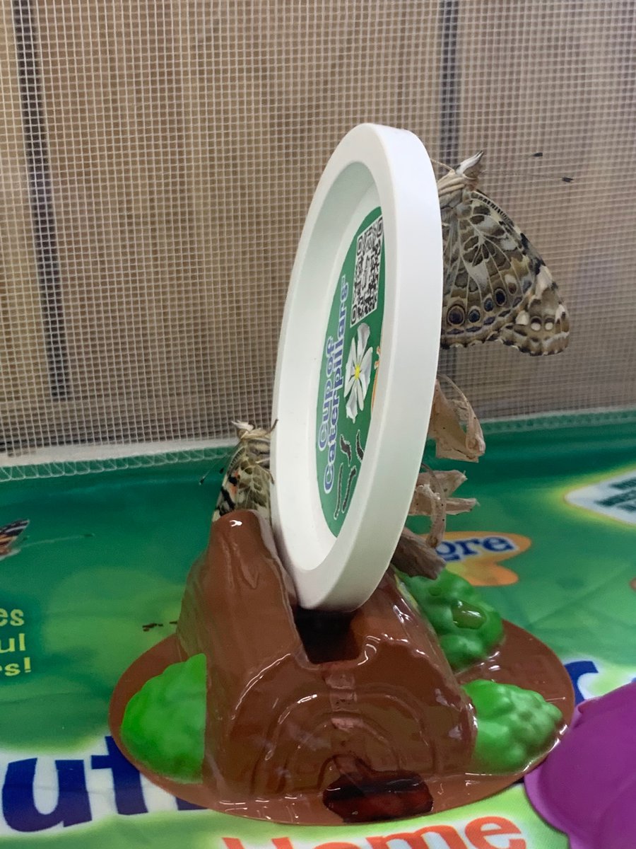 SACAMsEsposito's tweet photo. #Nursery has an announcement! We have butterflies! Welcome to the world little guys! #saca #juniorscience @insectlore https://t.co/RYVaCqGAMm
