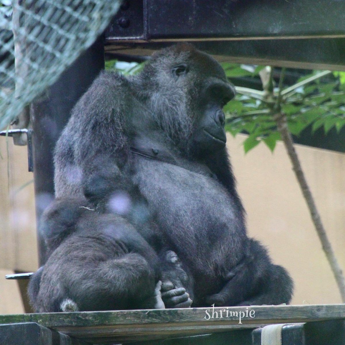 ゴリラ Twitter Search