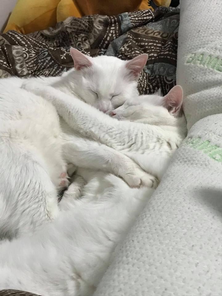 clanmccarter's tweet photo. Pics of our deaf cat Castor who is in the hospital. My daughter is doing art to help raise funds. She will do a headshot illustration of your pet. We will provide proof of his care for those who wish to donate. leahtribal@gmail.com for info #CatsOfTwitter #CatsOnTwitter https://t.co/IUdLr23lAE