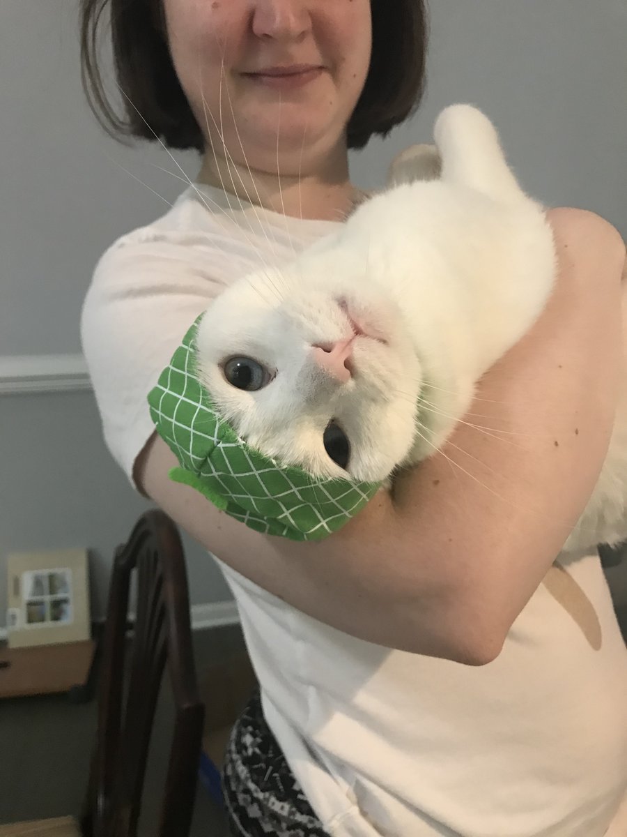 clanmccarter's tweet photo. Pics of our deaf cat Castor who is in the hospital. My daughter is doing art to help raise funds. She will do a headshot illustration of your pet. We will provide proof of his care for those who wish to donate. leahtribal@gmail.com for info #CatsOfTwitter #CatsOnTwitter https://t.co/IUdLr23lAE
