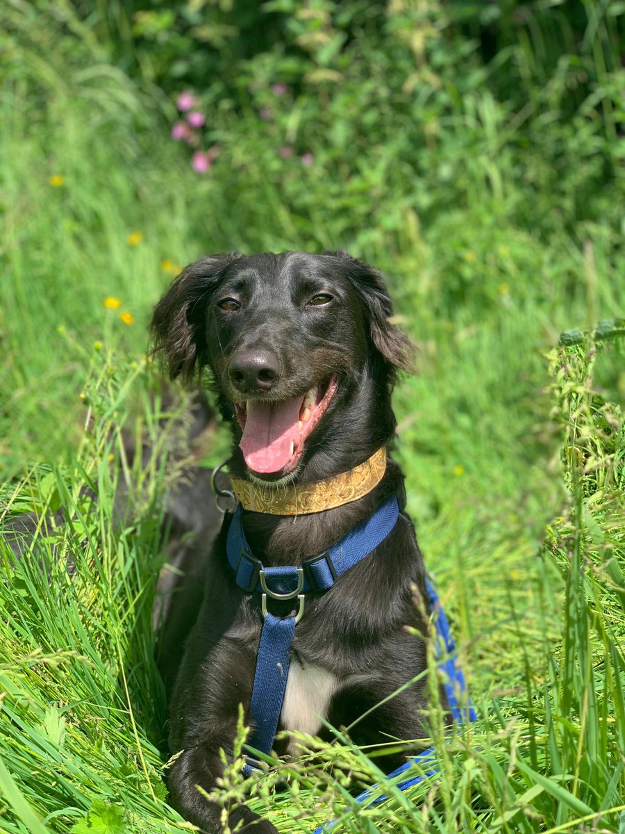 Please like and share this beautiful boys photo 🙏 Obi has been with us far too long and is desperate for a home of his own 😔

happy-landings.org.uk/rehoming/dogs/…