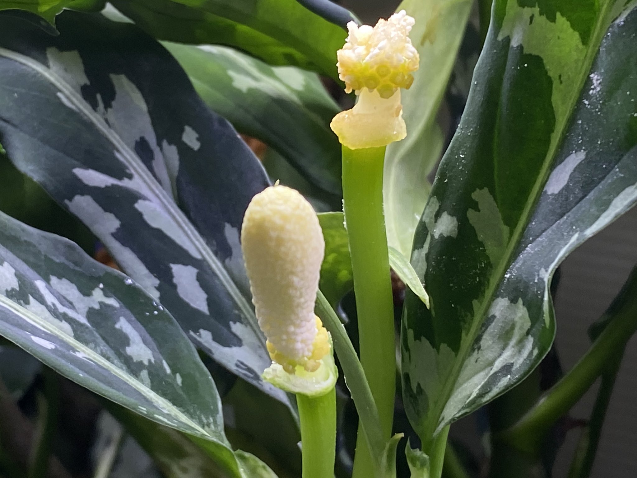 Kenzo いきもにあ の03r 念願のr産地に花粉が出てたので自家受粉やってみたw 頂き物04rにも03rの粉決めてみましたけど 結果はいかに メモ代わりに La便 Aglaonema アグラオネマ 実生チャレンジ 備忘録 T Co Lvwbbklxez Twitter