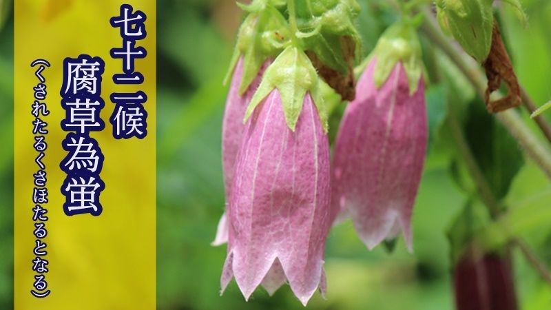 ウェザーニュース ホタルブクロってどんな花 今日11日 金 からは 七十二候の腐草為蛍 くされたるくさほたる となる です 蛍が飛び始める時期 ということで 今回はホタルを含む名前を持つ ホタルブクロ という花についてご紹介します